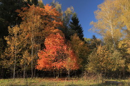 bright autumn / ***