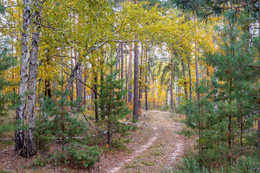 Autumn in the forest / ***