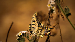 Swallowtail / ***