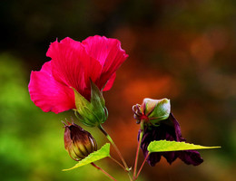 autumn / ***