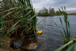 Pond / ***