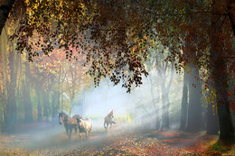 Autumn evening / ***