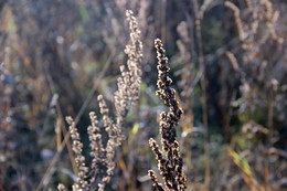 The smell of autumn / ***