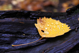 The smell of autumn / ***