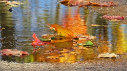 The smell of autumn / ***
