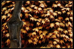 The smell of autumn / ***