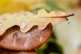 The smell of autumn / ***