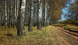 The smell of autumn / ***