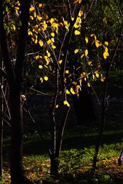 The smell of autumn / ***