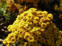 The smell of autumn / ***
