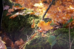 The smell of autumn / ***
