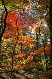 The smell of autumn / ***