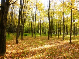 The smell of autumn / ***