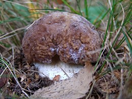 The smell of autumn / ***