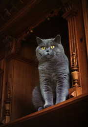 'm highly ... / 2018