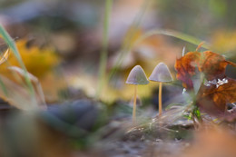 The smell of autumn / ***