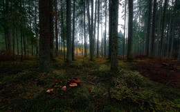 The smell of autumn / ***