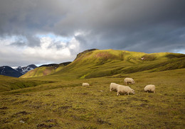 Icelandic pastoral / ***