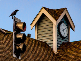 Cuckoo! / ***