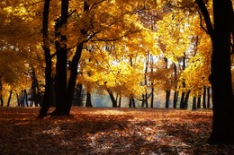 gold autumn / ***