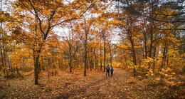 in the autumn forest / ***