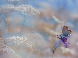About a butterfly / ***