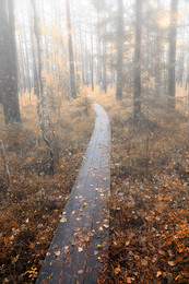 Misty / ***