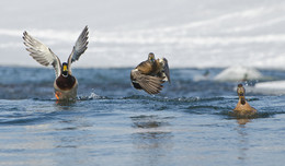 Towards the wind / ***