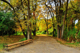 Autumn alley / ***