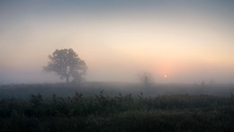 Foggy morning / ***