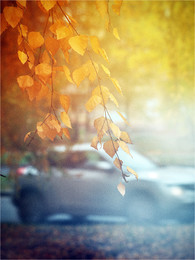 Autumn / ***