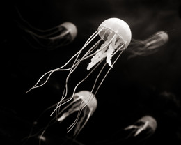 Jellyfish / ***