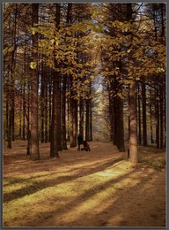 colors of autumn / ***