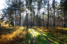 Morning in the forest / ***