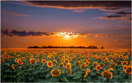 Golden field. / ***