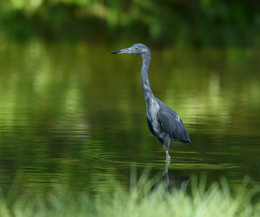 Little Blue Heron (juvenile - Blue morph) / ***