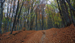 Crimean Autumn Forest / ***
