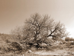 Tree of Life ... / ***