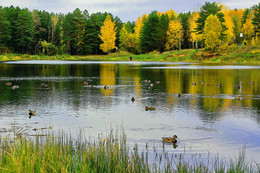 Autumn colors of nature. / ***