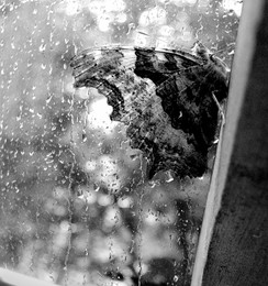Butterfly / ***