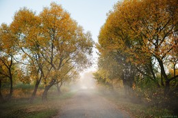 road in the fog / ***