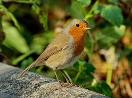 Robin / ***