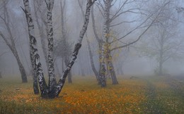 Misty autumn / ***