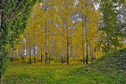 Autumn colors of nature. / ***