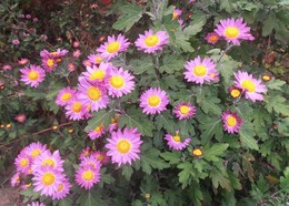 Chrysanthemums / ...