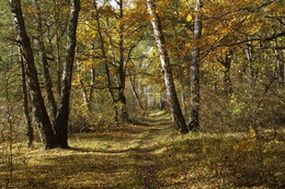 Autumn in Moscow / ***