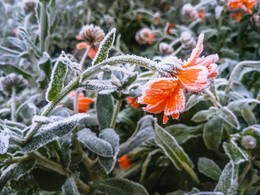 November / ***