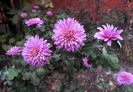 Chrysanthemums / ***