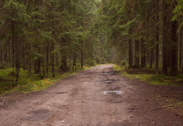 in the autumn forest / ***