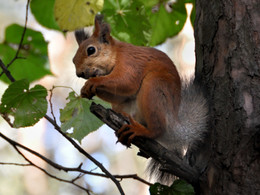 Squirrel / ***